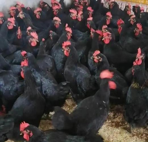 黑色白冠鸡是什么品种？-第3张图片-宁夏农业信息网