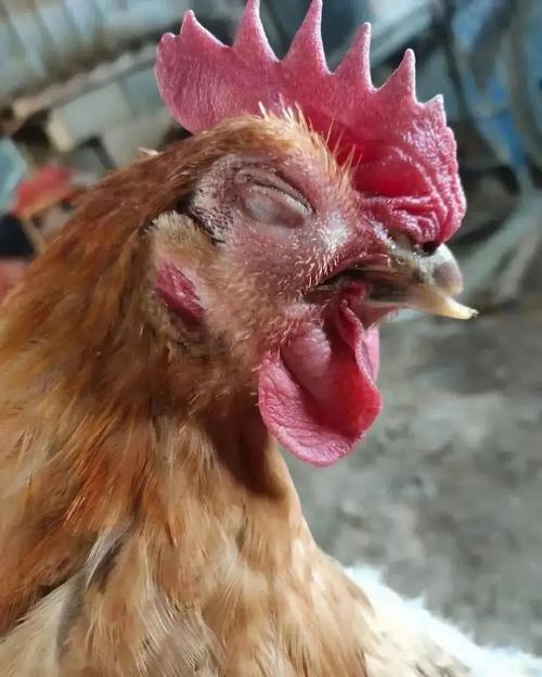 鸡病多如何治？常见病防治方法有哪些？-第2张图片-宁夏农业信息网