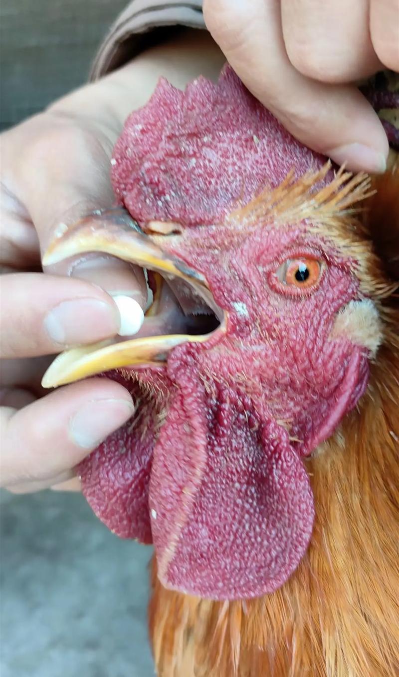 鸡病多如何治？常见病防治方法有哪些？-第1张图片-宁夏农业信息网