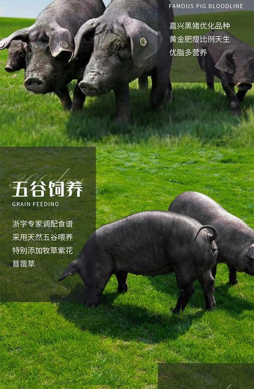 四川黑猪品种哪个最好用?-第1张图片-宁夏农业信息网 四川黑猪品种哪个最好用?-第1张图片-宁夏农业信息网