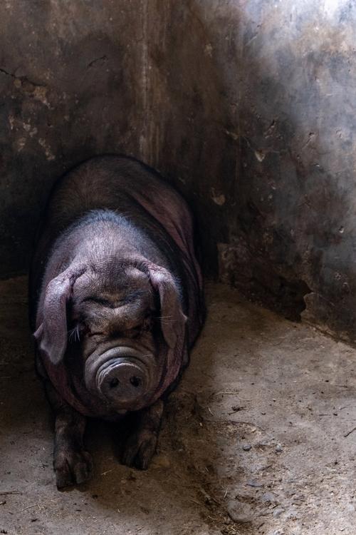 四川黑猪品种哪个最好用?-第2张图片-宁夏农业信息网 四川黑猪品种哪个最好用?-第2张图片-宁夏农业信息网