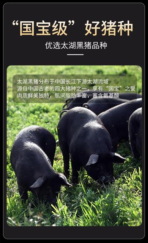 四川黑猪品种哪个最好用?-第3张图片-宁夏农业信息网 四川黑猪品种哪个最好用?-第3张图片-宁夏农业信息网