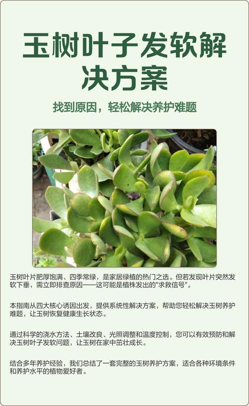 玉树叶子发软怎么办？快学急救！-第1张图片-宁夏农业信息网