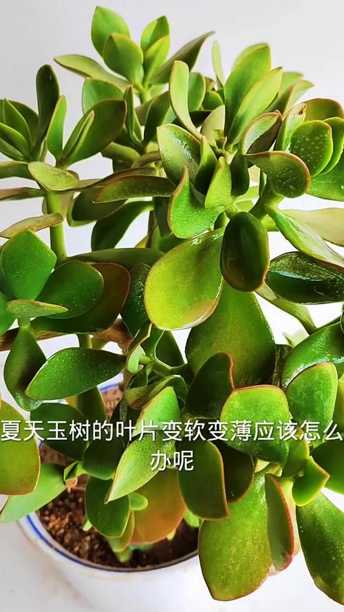 玉树叶子发软怎么办？快学急救！-第3张图片-宁夏农业信息网