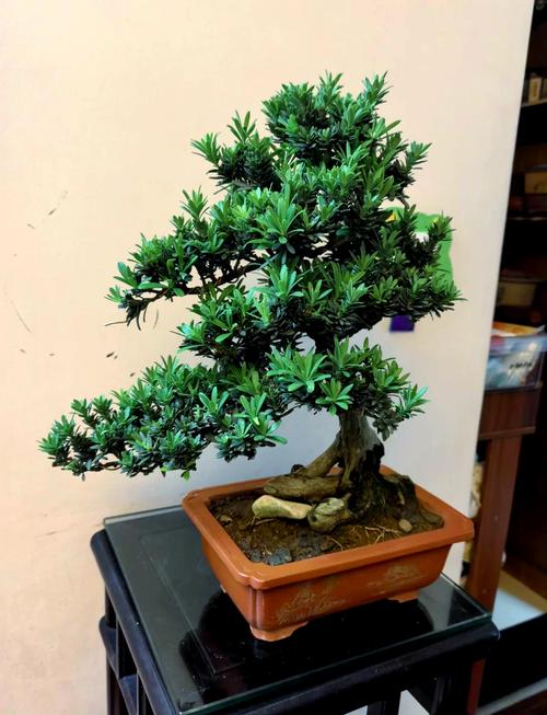 微型罗汉松怎么养才好？-第2张图片-宁夏农业信息网