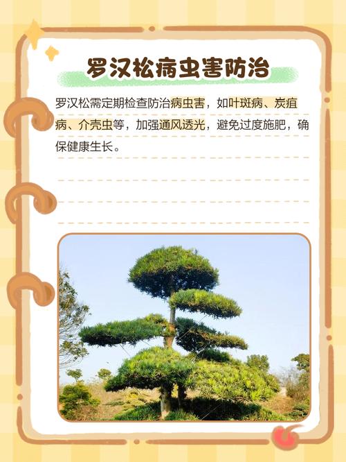 微型罗汉松怎么养才好？-第3张图片-宁夏农业信息网