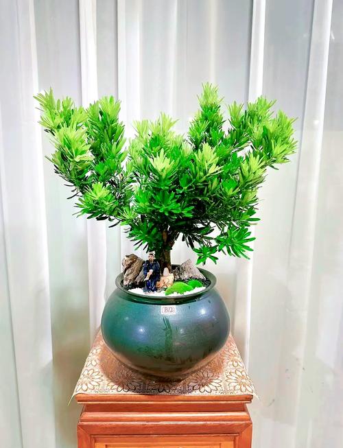 微型罗汉松怎么养才好？-第1张图片-宁夏农业信息网