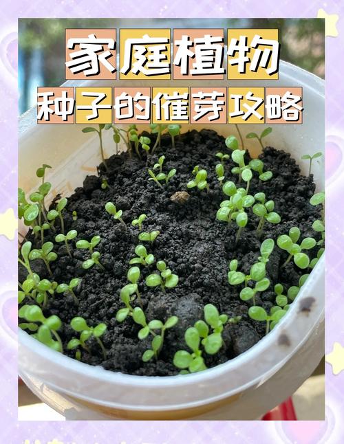 香菜种子怎么催芽？-第3张图片-宁夏农业信息网