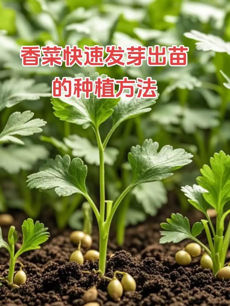 香菜种子怎么催芽？-第2张图片-宁夏农业信息网