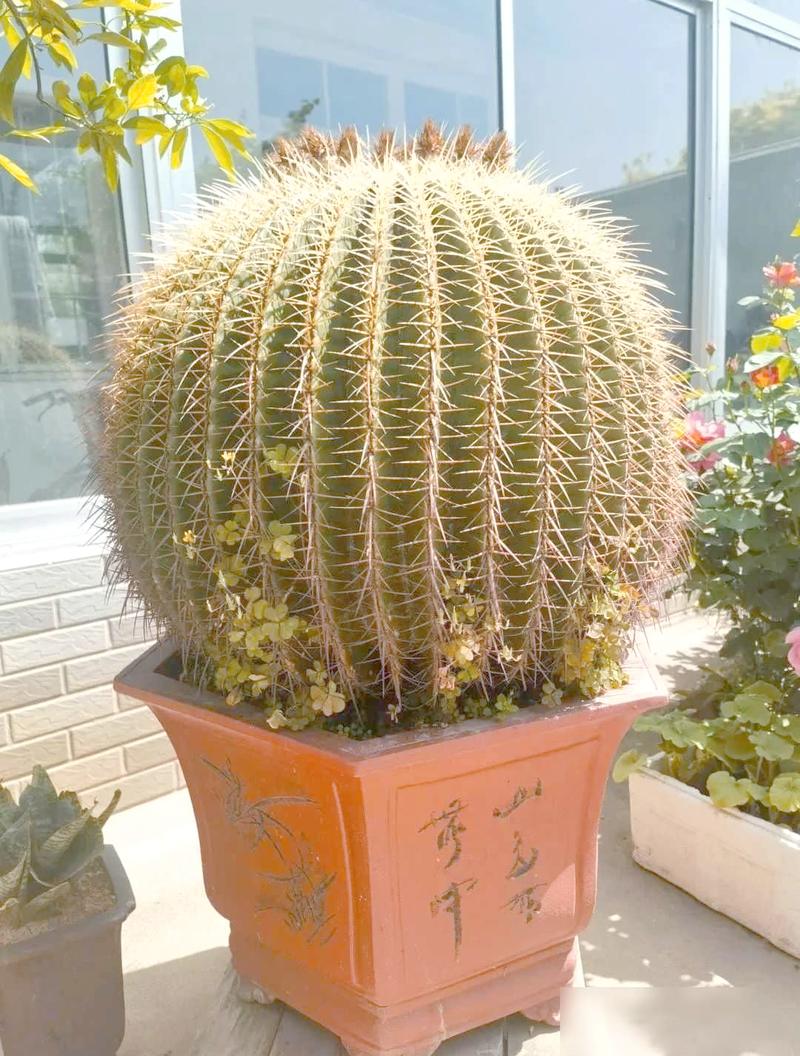 金琥怎么养？养护有哪些注意事项？-第1张图片-宁夏农业信息网