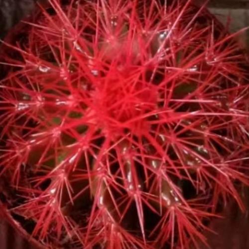 金琥怎么养？养护有哪些注意事项？-第3张图片-宁夏农业信息网