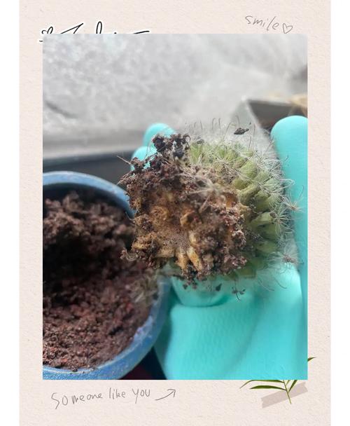 金琥怎么养？养护有哪些注意事项？-第2张图片-宁夏农业信息网