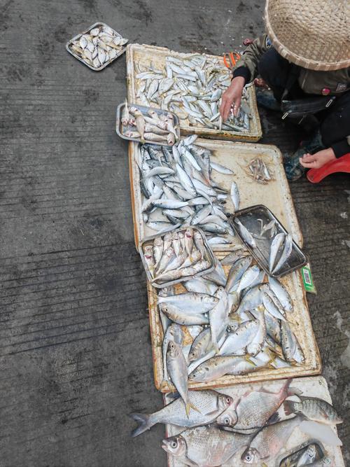 椒江海鲜批发市场最新价多少?-第1张图片-宁夏农业信息网 椒江海鲜批发市场最新价多少?-第1张图片-宁夏农业信息网