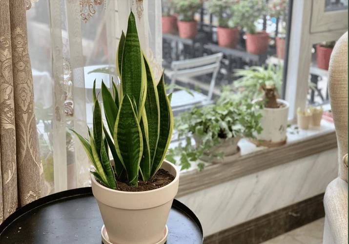 墙头花扦插方法有几种？-第2张图片-宁夏农业信息网