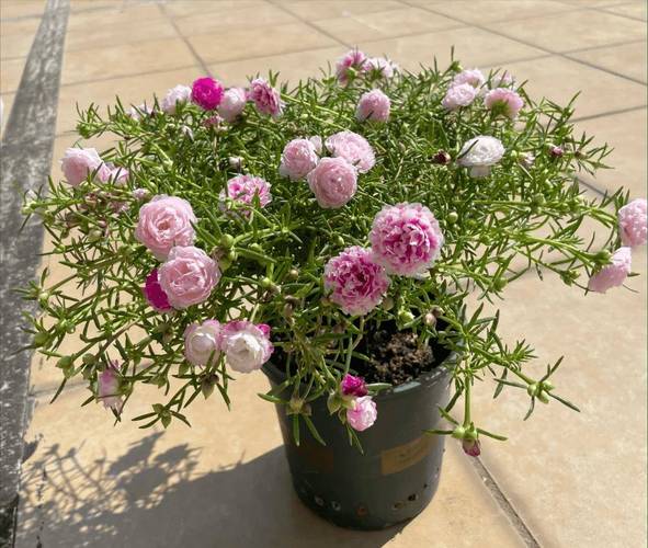 墙头花扦插方法有几种？-第1张图片-宁夏农业信息网