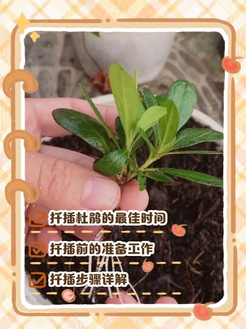 墙头花扦插方法有几种？-第3张图片-宁夏农业信息网