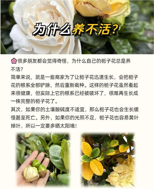 栀子花室内养不好？关键方法在这！-第3张图片-宁夏农业信息网