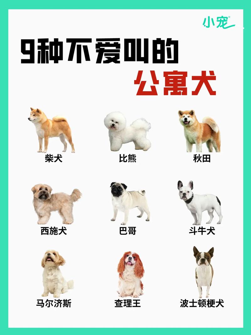 哪些狗品种适合肉狗养殖？-第3张图片-宁夏农业信息网