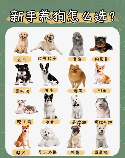 哪些狗品种适合肉狗养殖？-第1张图片-宁夏农业信息网