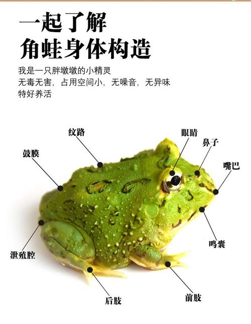 青蛙养殖有哪些常见品种？-第2张图片-宁夏农业信息网