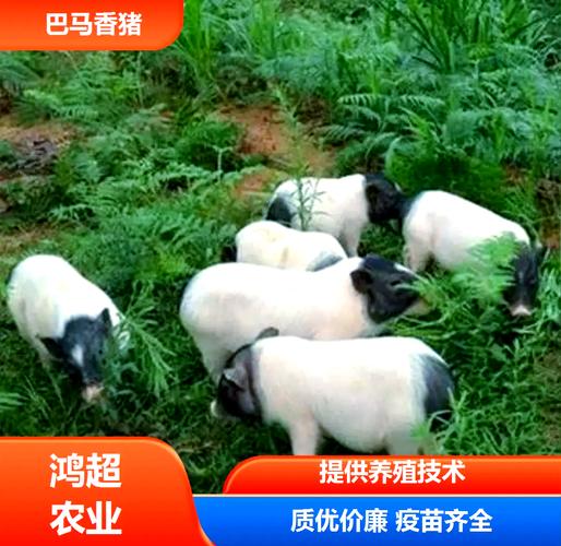 农村创业选什么猪品种更赚钱?-第1张图片-宁夏农业信息网 农村创业选什么猪品种更赚钱?-第1张图片-宁夏农业信息网