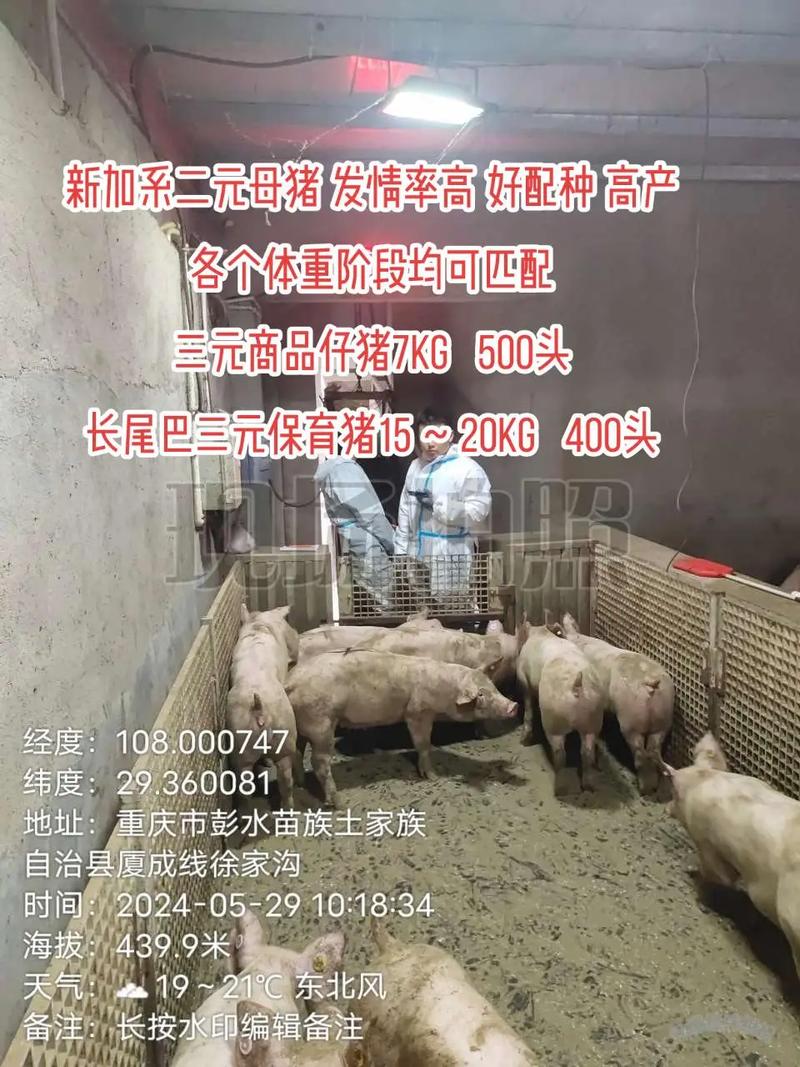 农村创业选什么猪品种更赚钱？-第3张图片-宁夏农业信息网