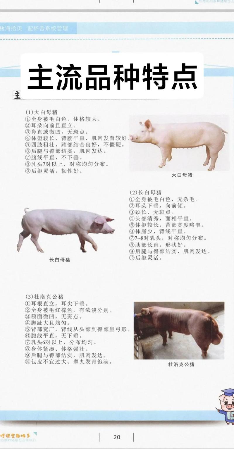 农村创业选什么猪品种更赚钱?-第2张图片-宁夏农业信息网 农村创业选什么猪品种更赚钱?-第2张图片-宁夏农业信息网