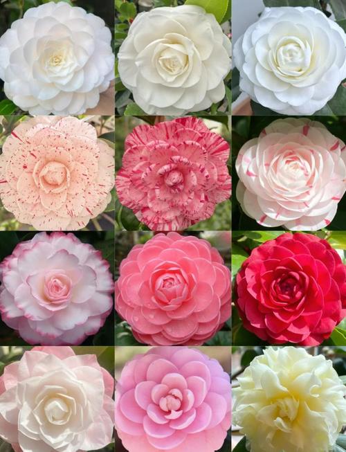 最耐寒茶花品种有哪些?-第2张图片-宁夏农业信息网 最耐寒茶花品种有哪些?-第2张图片-宁夏农业信息网