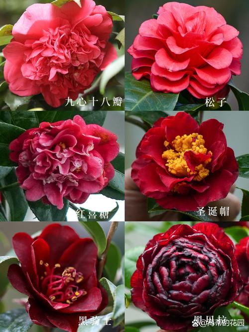 最耐寒茶花品种有哪些?-第3张图片-宁夏农业信息网 最耐寒茶花品种有哪些?-第3张图片-宁夏农业信息网