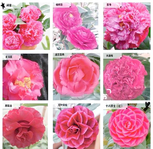 最耐寒茶花品种有哪些?-第1张图片-宁夏农业信息网 最耐寒茶花品种有哪些?-第1张图片-宁夏农业信息网