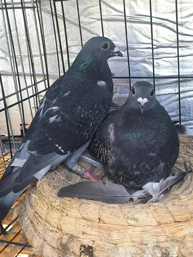 养肉鸽选什么品种最合适?-第2张图片-宁夏农业信息网 养肉鸽选什么品种最合适?-第2张图片-宁夏农业信息网