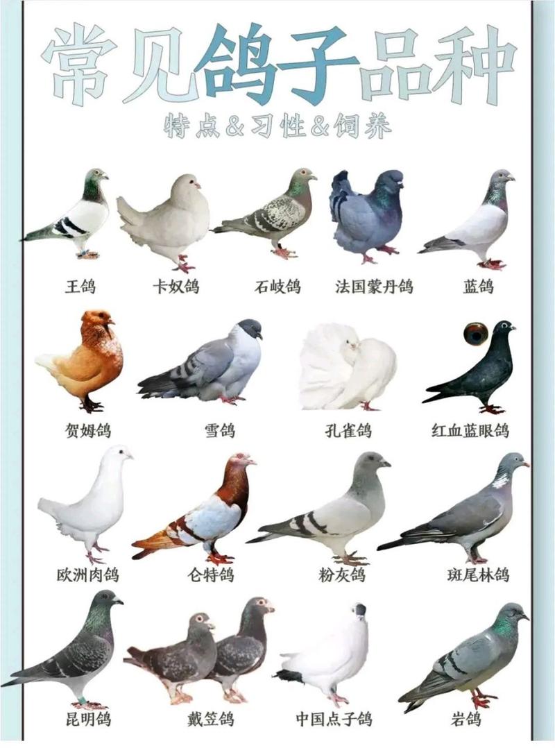 养肉鸽选什么品种最合适?-第1张图片-宁夏农业信息网 养肉鸽选什么品种最合适?-第1张图片-宁夏农业信息网