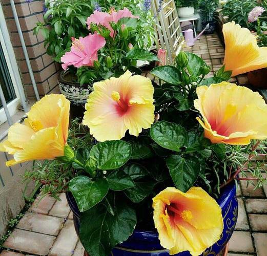 朱槿花怎么养才好？-第2张图片-宁夏农业信息网