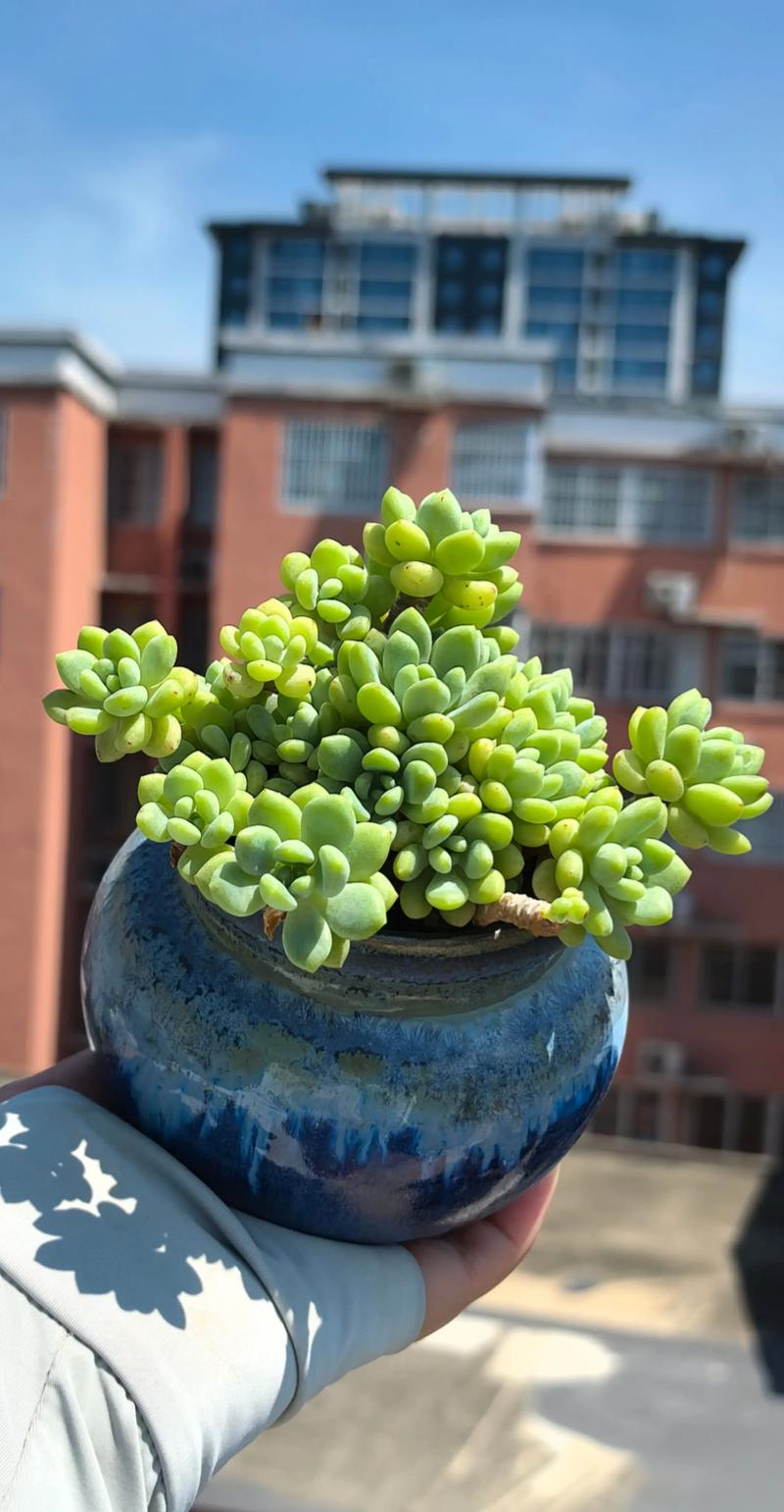 湖北露养多肉，哪些品种能扛？-第1张图片-宁夏农业信息网