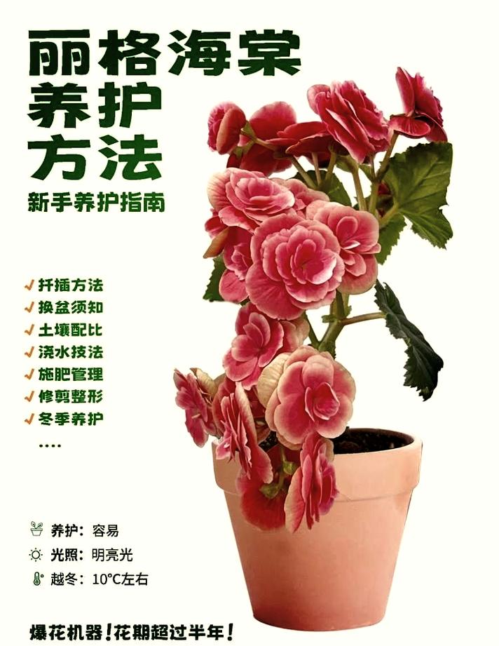 丽格海棠怎么修剪栽培？-第3张图片-宁夏农业信息网