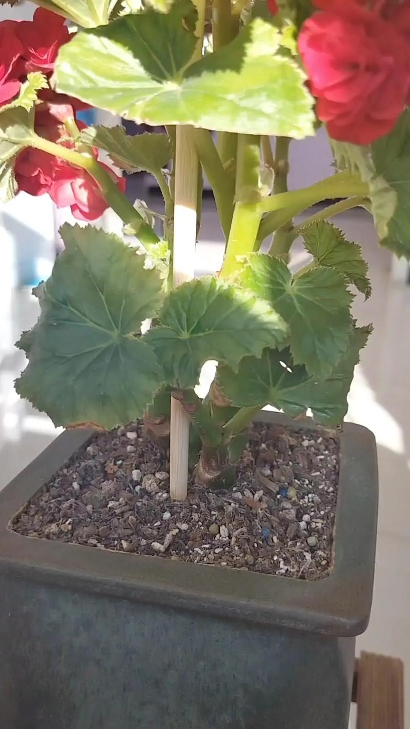 丽格海棠怎么修剪栽培？-第1张图片-宁夏农业信息网