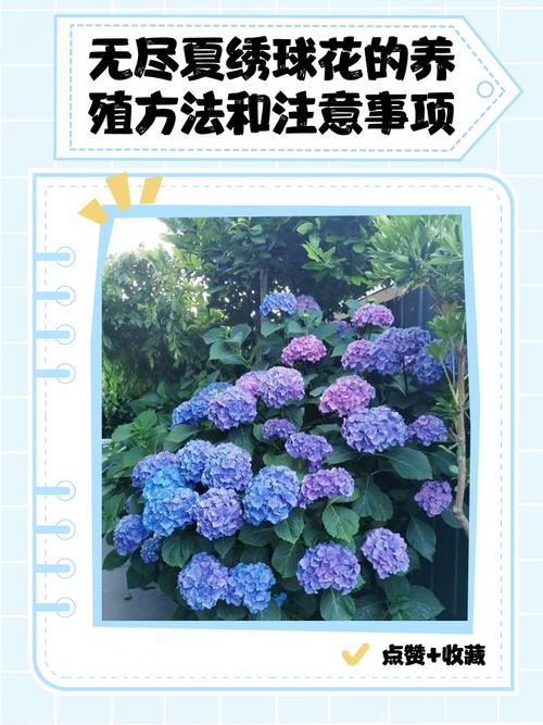 绣球怎么养才能花多又艳？-第2张图片-宁夏农业信息网