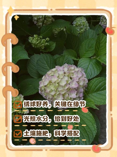 绣球怎么养才能花多又艳?-第1张图片-宁夏农业信息网 绣球怎么养才能花多又艳?-第1张图片-宁夏农业信息网