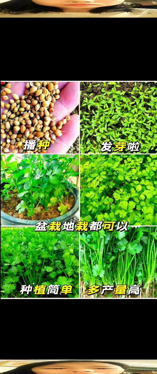 香菜怎么种?最佳种植时间是什么时候?-第1张图片-宁夏农业信息网 香菜怎么种?最佳种植时间是什么时候?-第1张图片-宁夏农业信息网