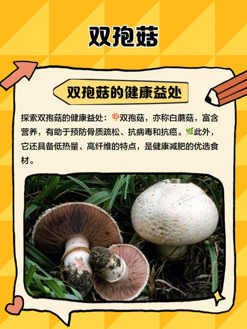 农科院双孢菇有哪些品种?-第1张图片-宁夏农业信息网 农科院双孢菇有哪些品种?-第1张图片-宁夏农业信息网