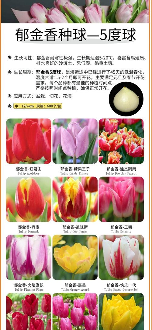 郁金香早熟品种春化时间多长合适?-第1张图片-宁夏农业信息网 郁金香早熟品种春化时间多长合适?-第1张图片-宁夏农业信息网