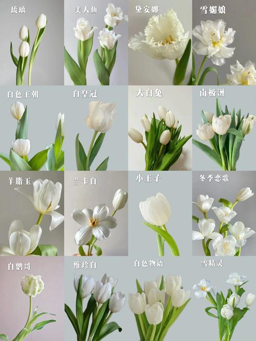 郁金香早熟品种春化时间多长合适?-第3张图片-宁夏农业信息网 郁金香早熟品种春化时间多长合适?-第3张图片-宁夏农业信息网