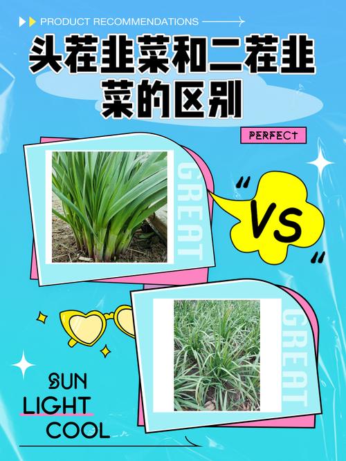 十大韭菜品种怎么选？哪种最好种又高产？-第1张图片-宁夏农业信息网