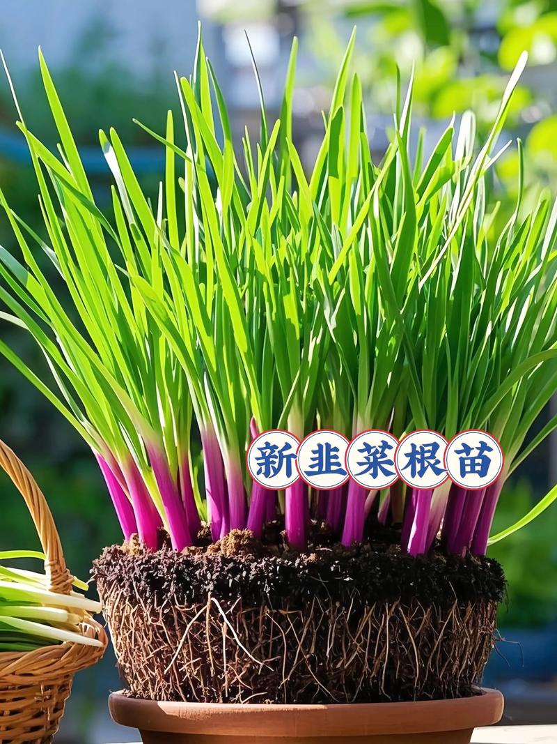 十大韭菜品种怎么选？哪种最好种又高产？-第2张图片-宁夏农业信息网