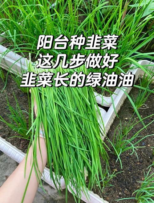 十大韭菜品种怎么选？哪种最好种又高产？-第3张图片-宁夏农业信息网