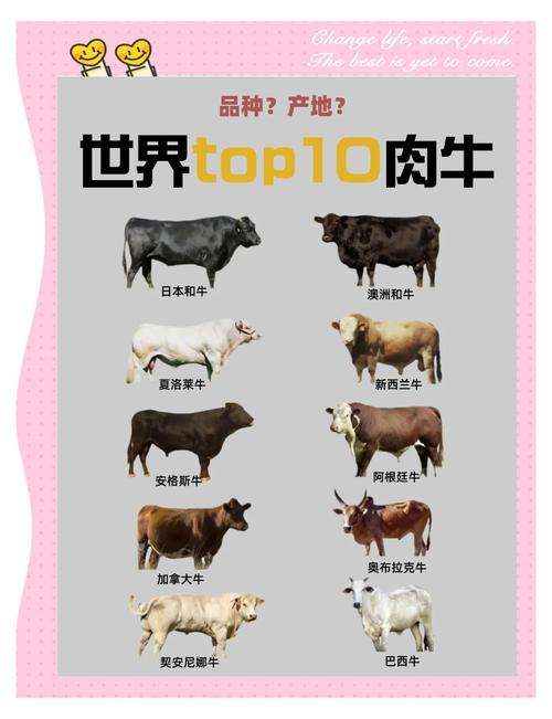 哪种牛品种养殖周期最短？-第2张图片-宁夏农业信息网