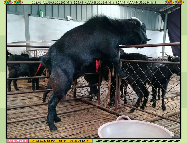 哪种黑山羊品种体重最重?-第3张图片-宁夏农业信息网 哪种黑山羊品种体重最重?-第3张图片-宁夏农业信息网