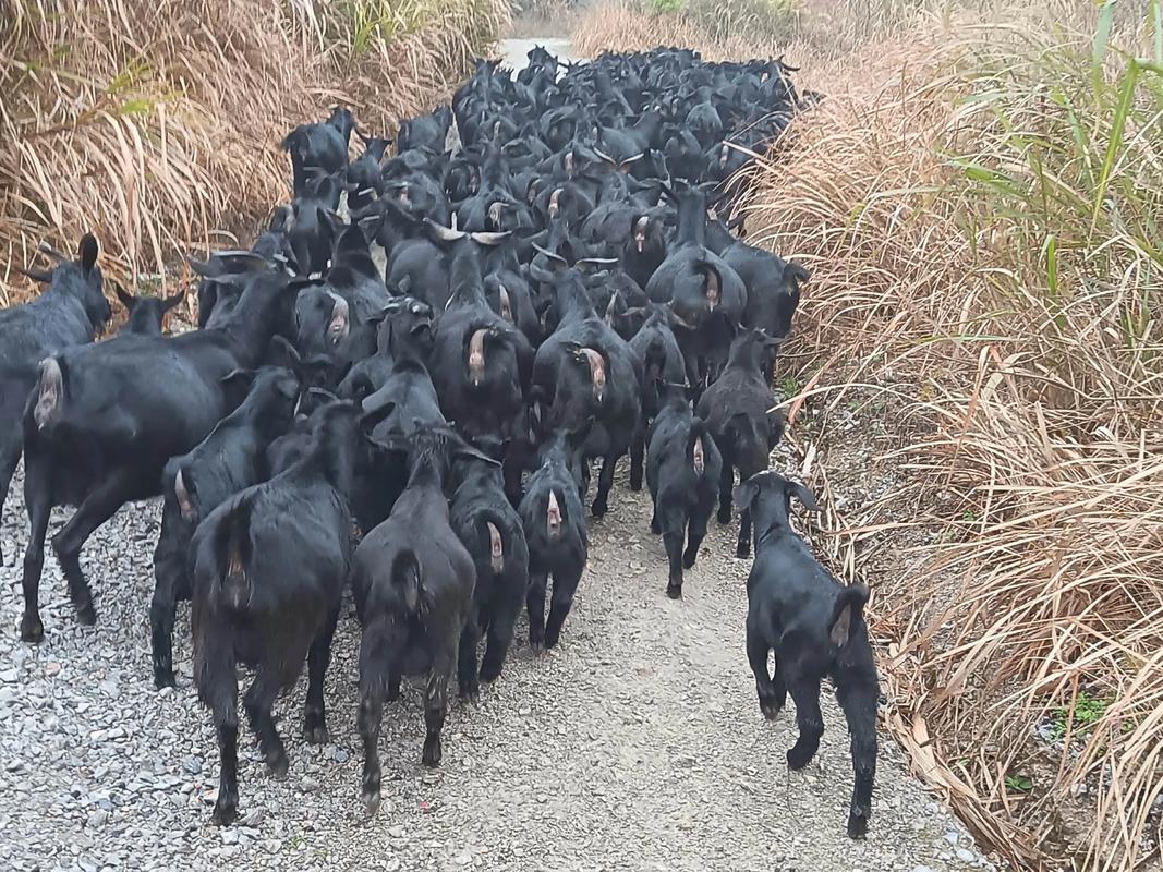 哪种黑山羊品种体重最重?-第1张图片-宁夏农业信息网 哪种黑山羊品种体重最重?-第1张图片-宁夏农业信息网