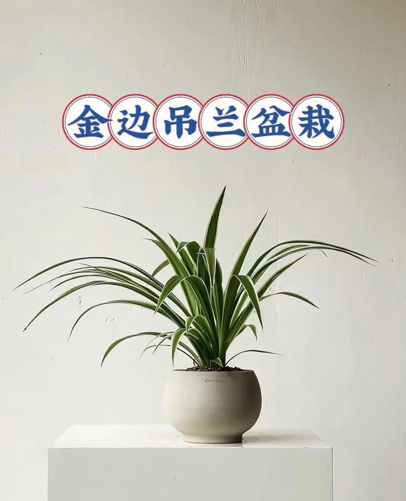 哪些兰花能挂起来养?-第1张图片-宁夏农业信息网 哪些兰花能挂起来养?-第1张图片-宁夏农业信息网