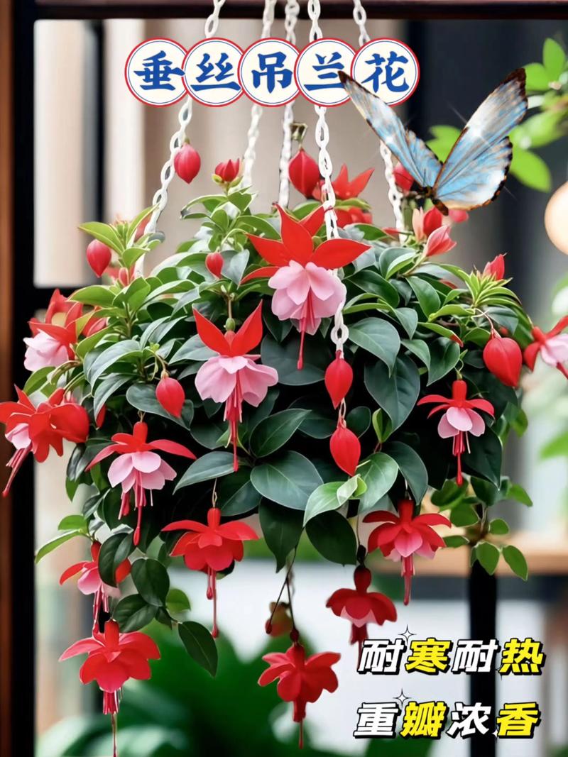 哪些兰花能挂起来养？-第3张图片-宁夏农业信息网